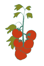 picto tomates